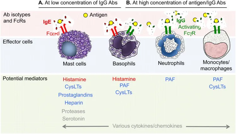 Diagram of the pathophysiology of anaphylaxis